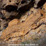 Ron Pelton Jr | Sierra Ancha Wilderness