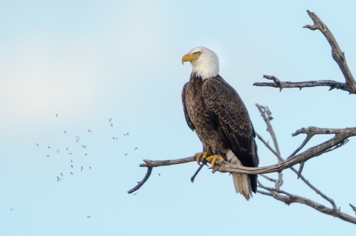 A bald eagle at Page Springs in Central Arizona | John Sherman